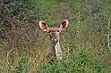 255 Okonjima, okonjima bush camp, kudu